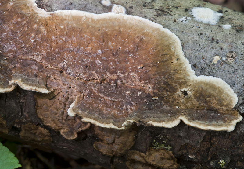 Lopharia spadicea